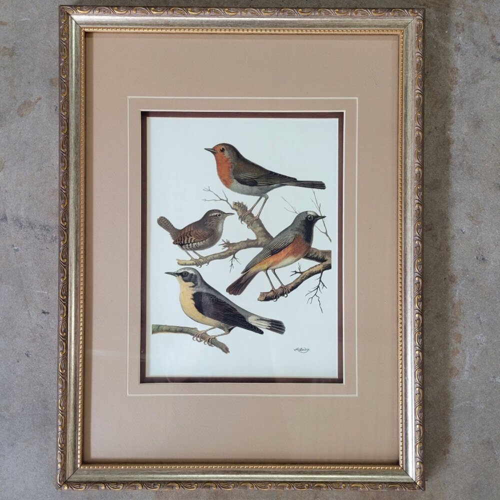 Vintage Framed Bird Illustration Print By Rutledge Vintage Bird Art